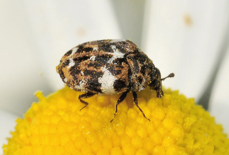 Anthrenus sp.